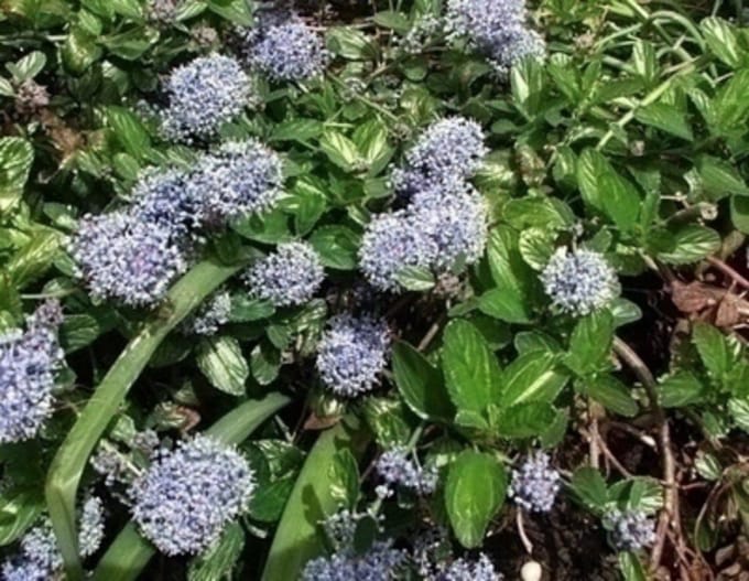 Ceanothus 'Burkwoodii' - Amerikaanse Sering, Sikkelbloem 40 - 50 cm in pot