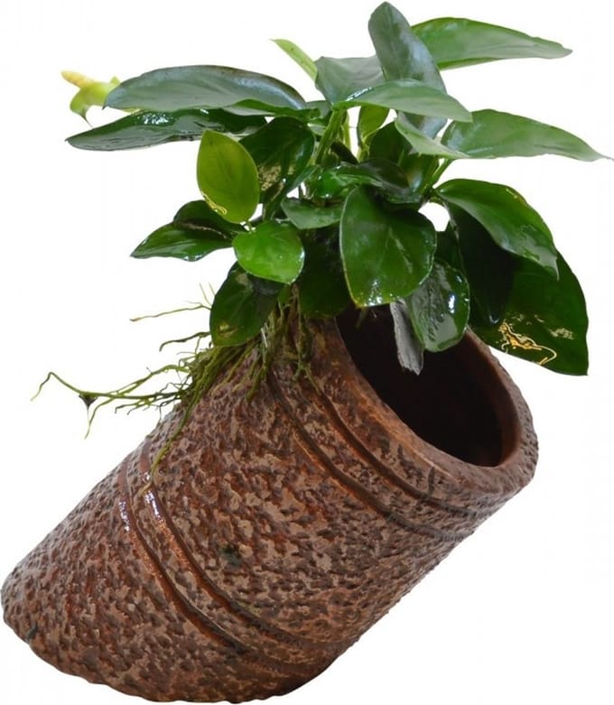 Aquafleur Deco Pipe Anubias Waterplant