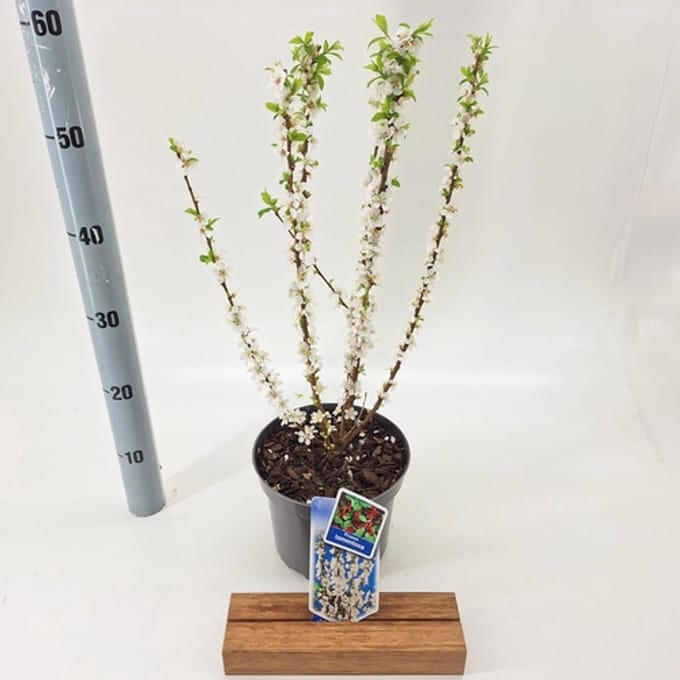 Prunus tomentosa - Sierkers 30- 40 cm in pot