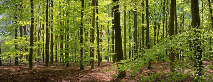 Fotobehang Beukenbos in het voorjaar 450 x 260 cm - € 295,--