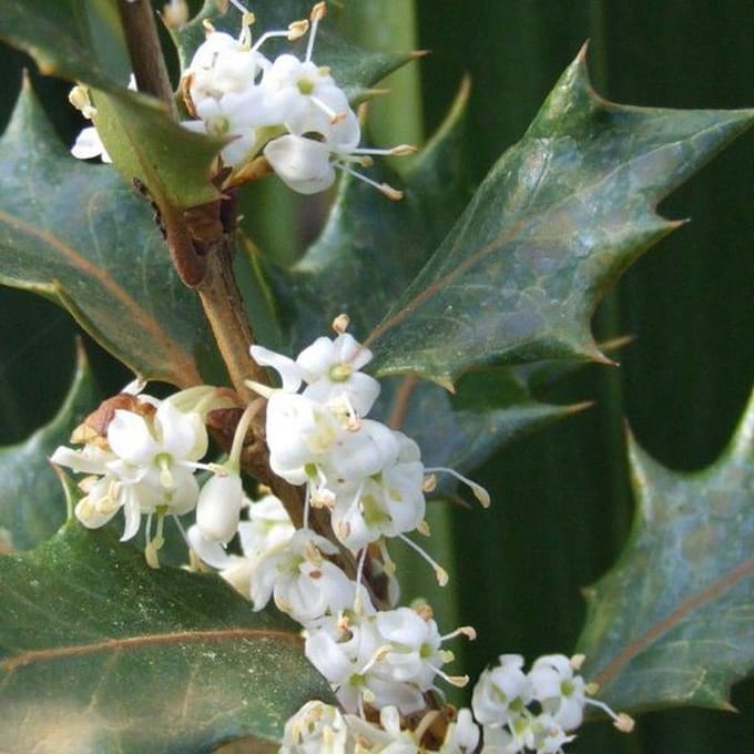 Osmanthus Heterophyllus 'Variegatus' - Bontbladige schijnhulst 20-25 cm pot