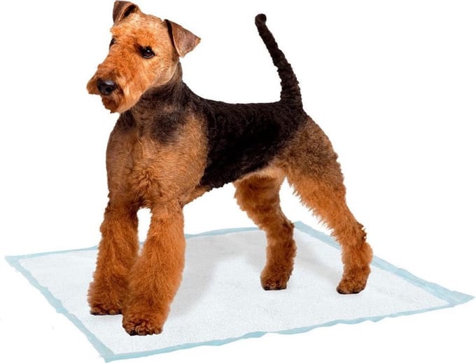 Ferplast Trainingpads Hond 60 X 60 Cm Textiel Wit 10 Stuks