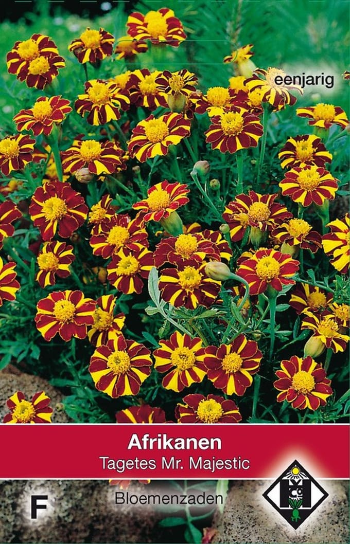 Van Hemert & Co - 2 stuks Tagetes patula nana Mr. Majestic