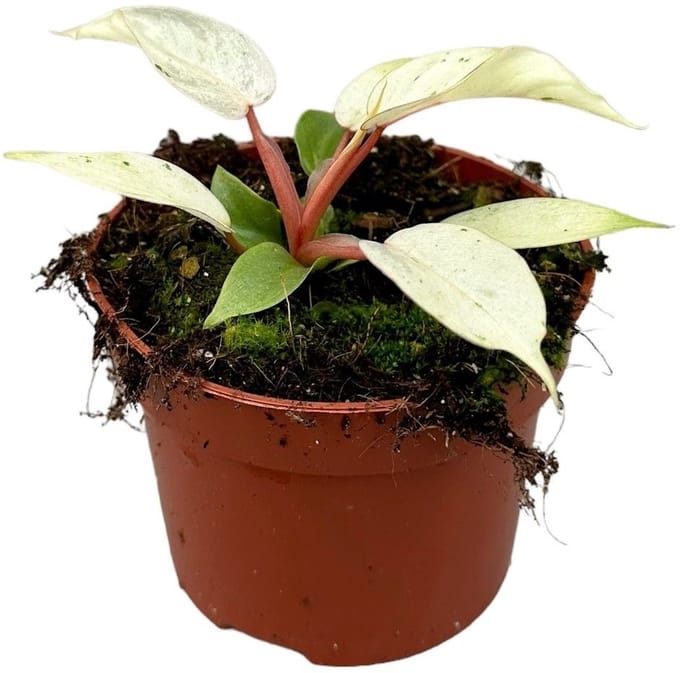Philodendron Snowdrift Kamerplant Potmaat Ø10,5 cm |Vers Van De Kweker