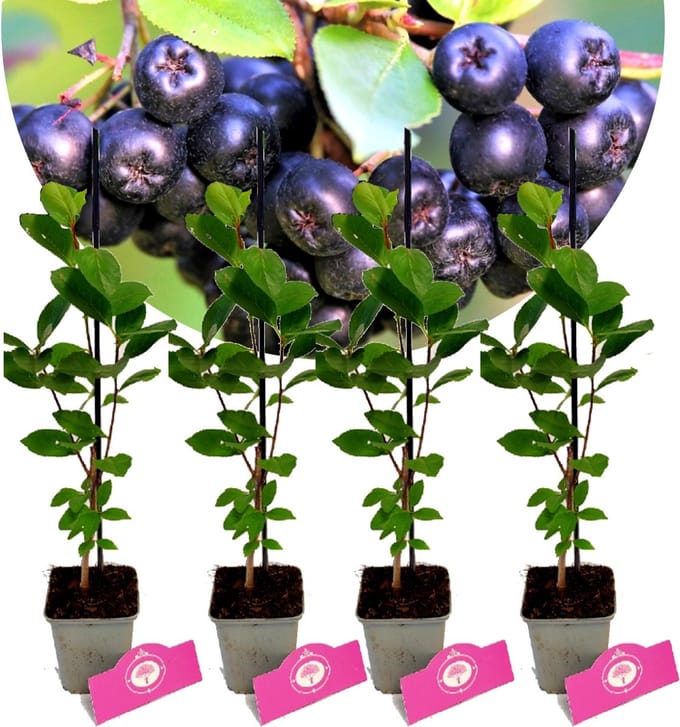 Set van 4 Zwarte appelbessen - Aronia prunifolia 'Viking' - Hoogte 25cm - 9cm pot