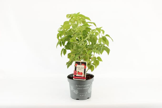 Compacte fruitplant - Rubus idaeus 'Little Sweet Sister'® - Rode Framboos - hoogte 30-40 cm
