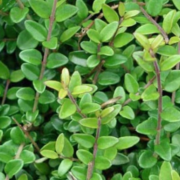 6 x Lonicera Nitida 'Elegant' - Chinese kamperfoelie 15-20 cm pot 9x9cm