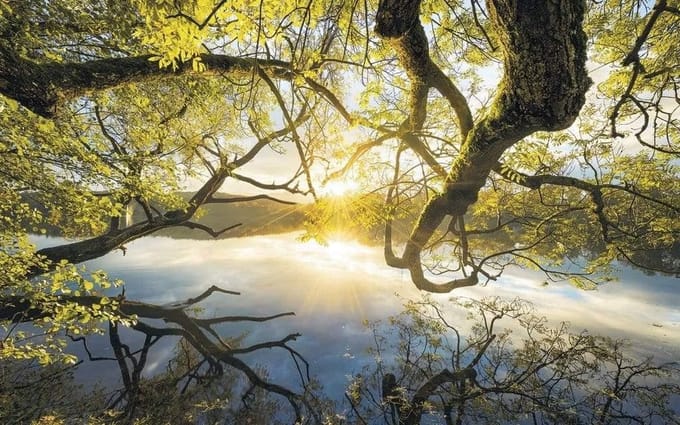 Fotobehang - Golden Embrace 400x250cm - Vliesbehang