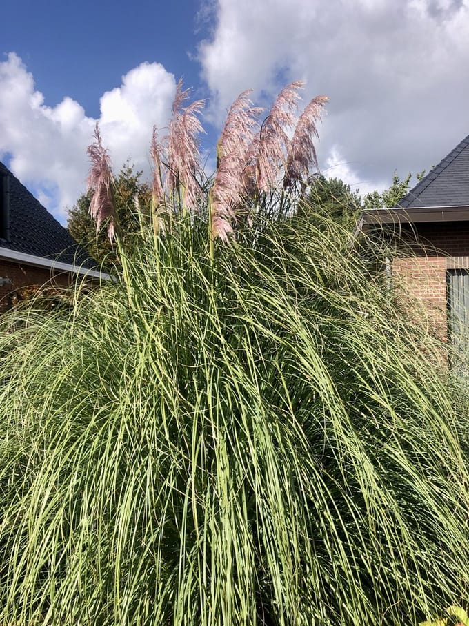 4 x Cortaderia Rosea - Pampasgras in C3 liter pot