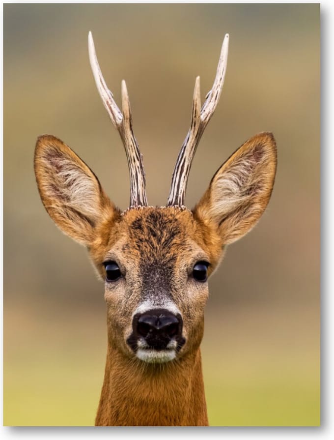 Hert Portret - 30x40 Canvas Staand - Dieren