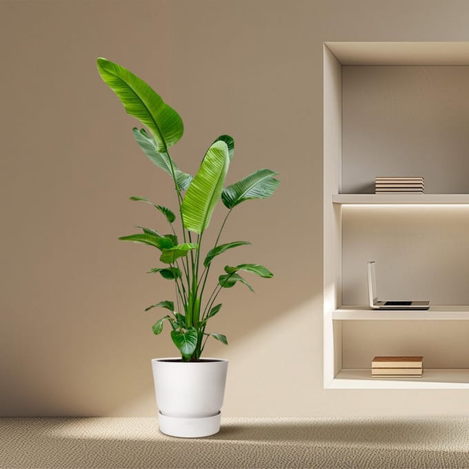 Strelitzia Nicolai - 180-200 cm - ø25-30