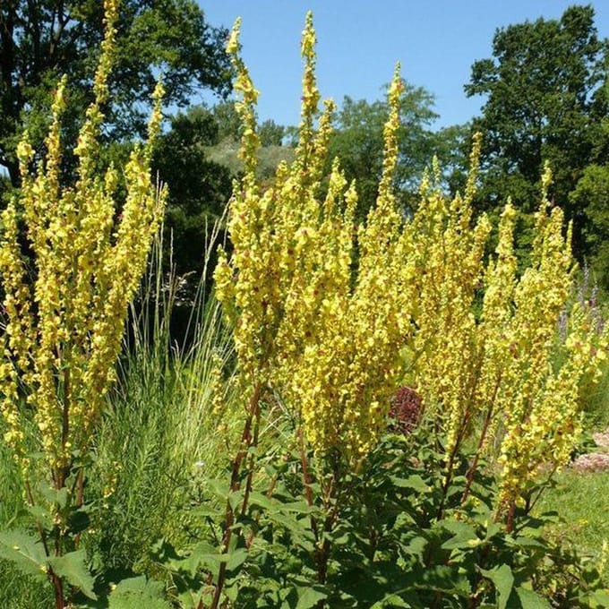 6 x Verbascum Olympicum - Toorts pot 9x9cm - Statige Vaste Plant