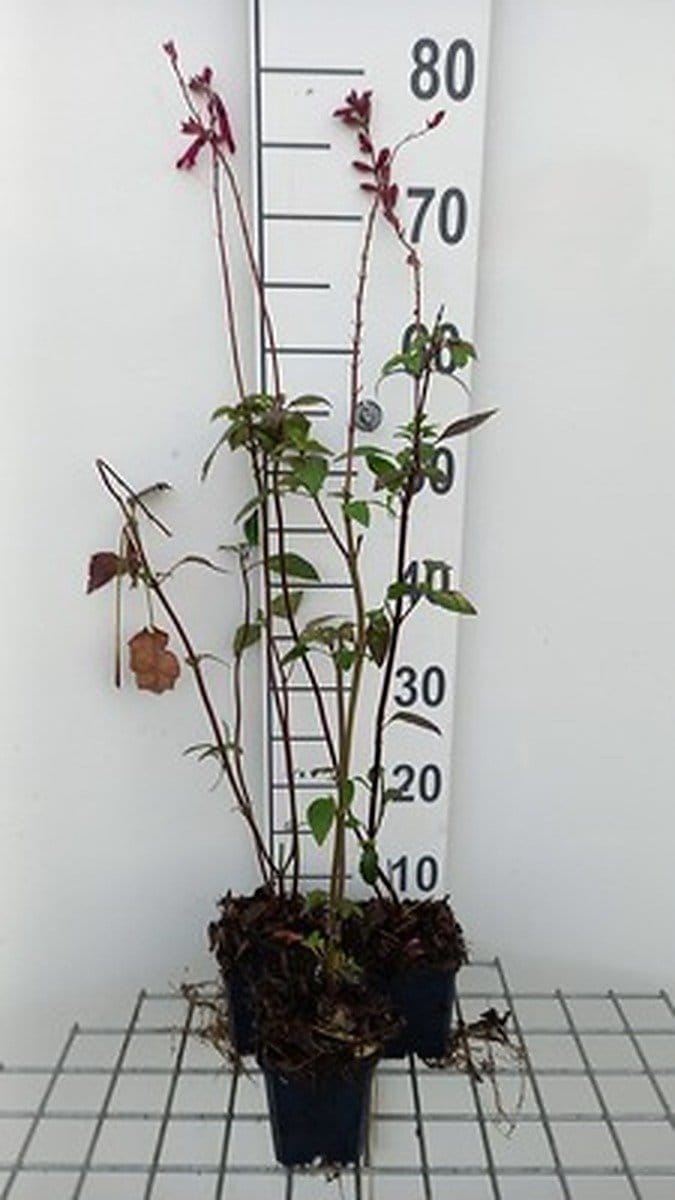 6x Salie - Salvia 'Wendy's Wish' | 9x9 cm pot