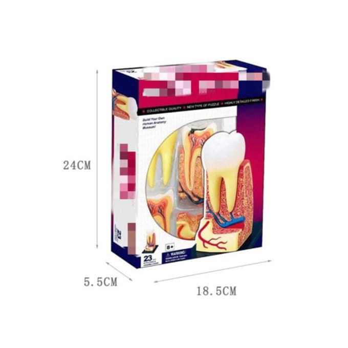 4D Master Puzzel Menselijk Lichaam Orgaan Anatomisch Model Bouwspeelgoed Medisch Lesmodel Biologische Educatieve Speelgoed
