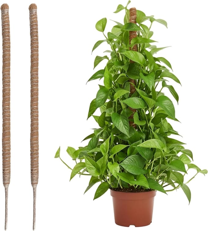 Kokosvezel Mosstok voor Klimplanten - 60 cm - 2 Stuks