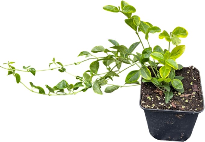 12x Kleine Maagdenpalm - Vinca minor 'Aureovariegata' | 9x9 cm pot