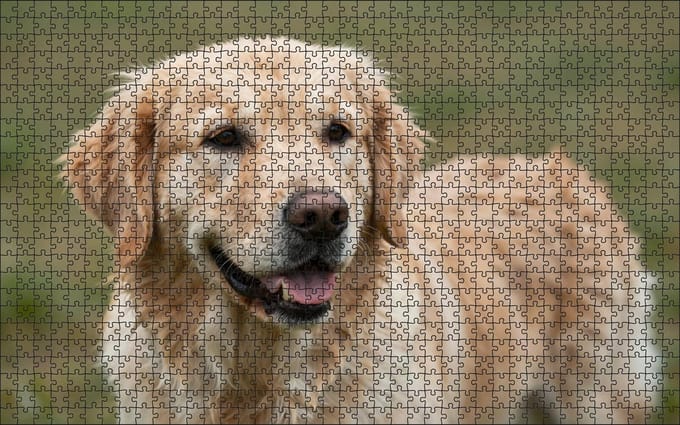 Puzzel Golden Retriever | 1000 stukjes | Dierenpuzzel | Hondenpuzzel