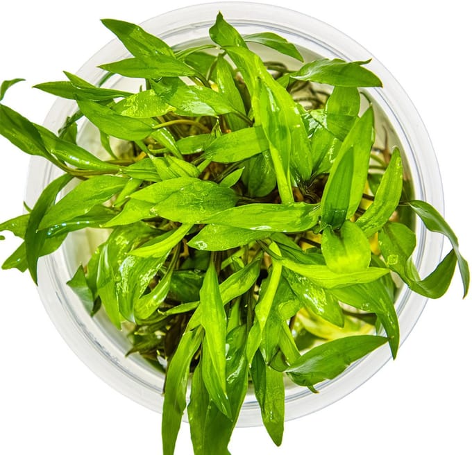 Aquaflora Cryptocoryne Wendtii 'Green Gecko - In Vitro Cup