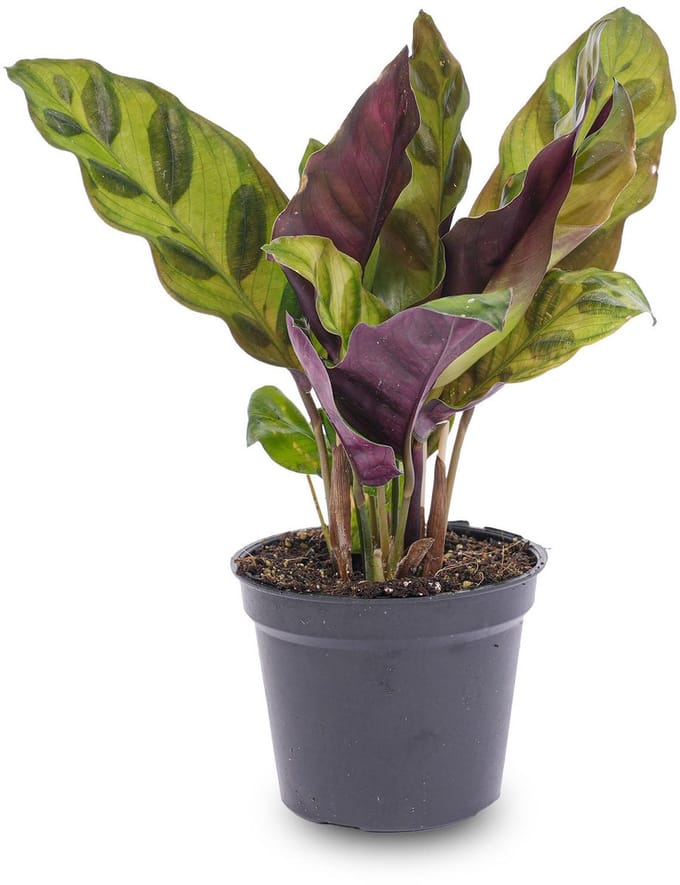 Calathea Lancifolia - Pauwenplant - Terrarium plant