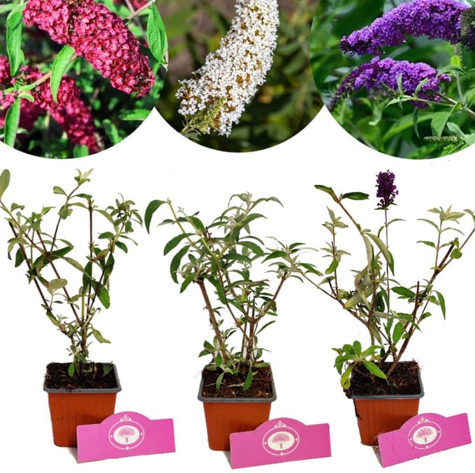 Set van 3 Vlinderstruiken - Buddleja davidii - Hoogte 25cm - 9cm pot
