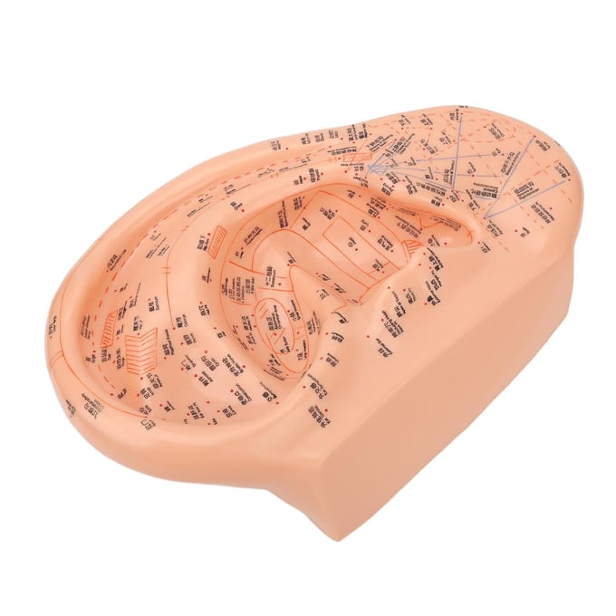 40cm Ooracupunctuurpunt Model Nauwkeurig Duidelijk Lettertype PVC Professioneel Oorzone Massagemodel beige