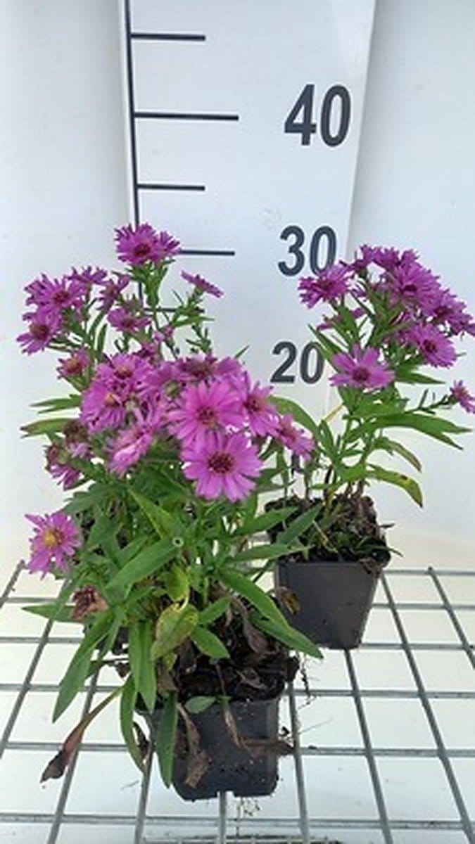 6x Aster - Aster dum. 'Starlight' | 9x9 cm pot