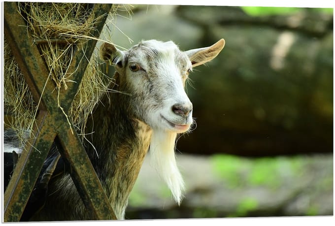 Forex - Witte Geit met Hooi - 90x60cm Foto op Forex