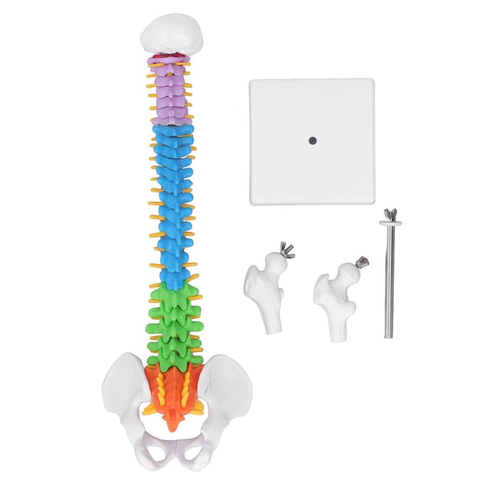 Wervelkolommodel PVC 45cm Kleurgecodeerd Miniatuur met Dijbeen Set Kit voor Leren Onderwijzen white