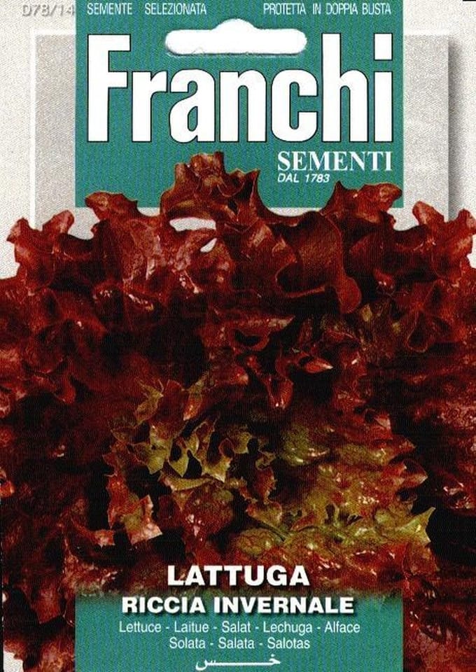 Fr Lattuga Riccia Invernale - Kropsla 78/14