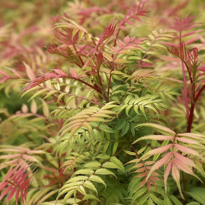 Sorbaria sorbifolia 'Sem' - Lijsterbesspirea 30-40 cm in pot