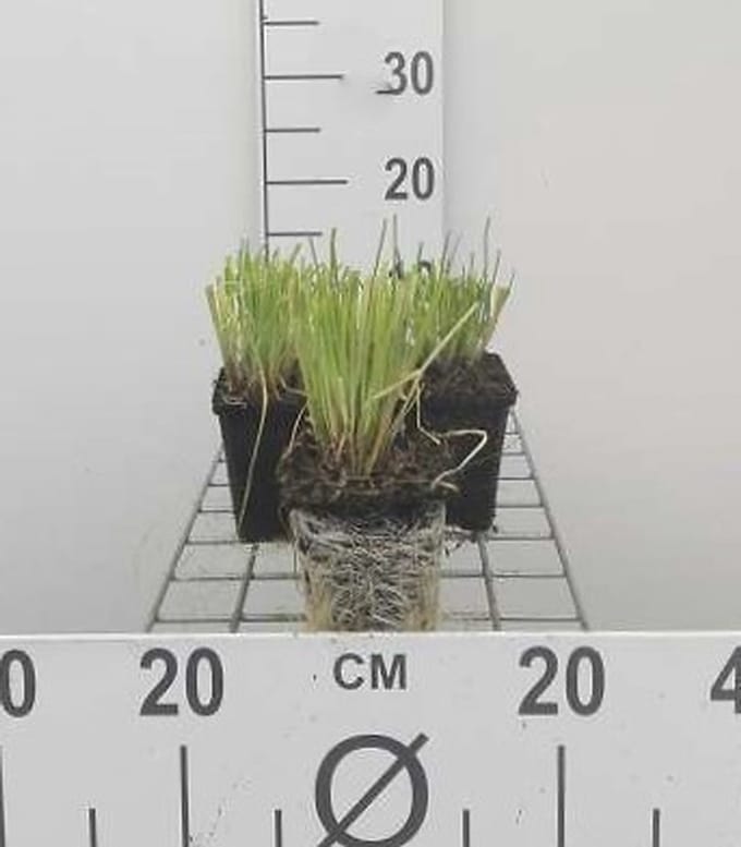 6x Bieslook - Allium schoenaprasum | 9x9 cm pot