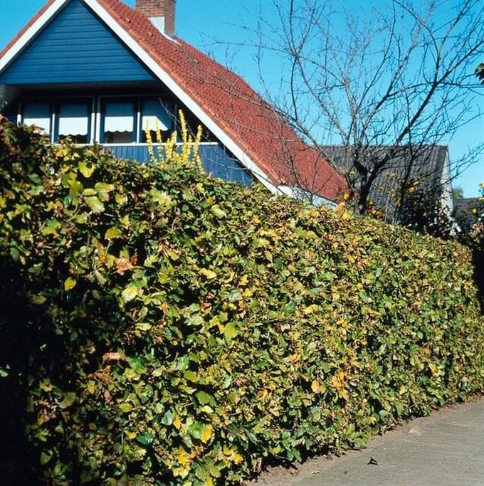Green Harmony| Fagus sylvatica - Kale wortel
