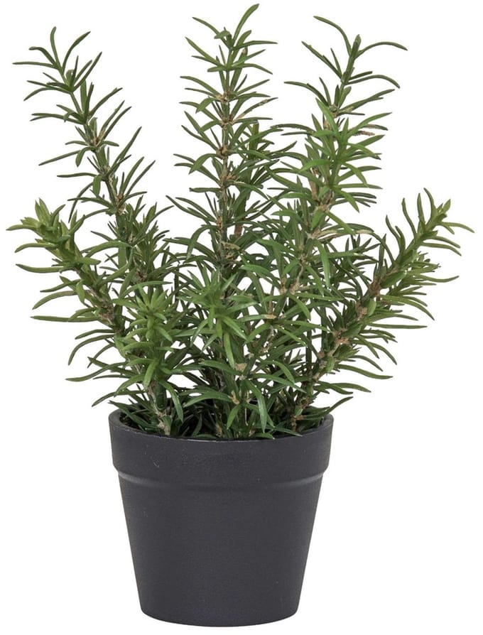 Rozemarijn in pot, groen 20cm