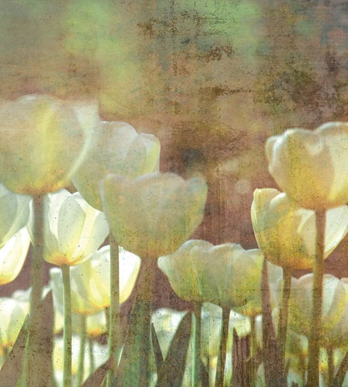 Fotobehang - White Tulips Abstract 225x250cm - Vliesbehang