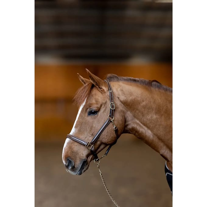 Leren halster voor paarden HFI Little Groom