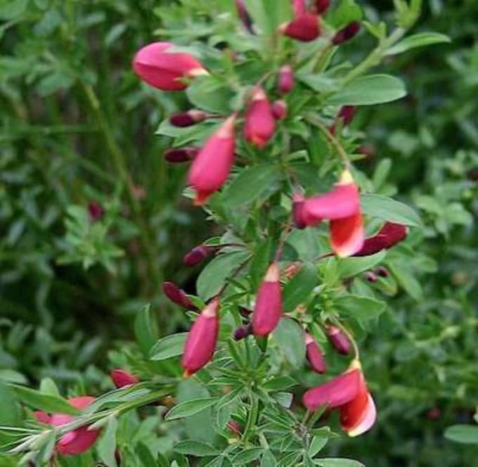 Cytisus 'Burkwoodii' - Brem 40 - 60 cm in pot