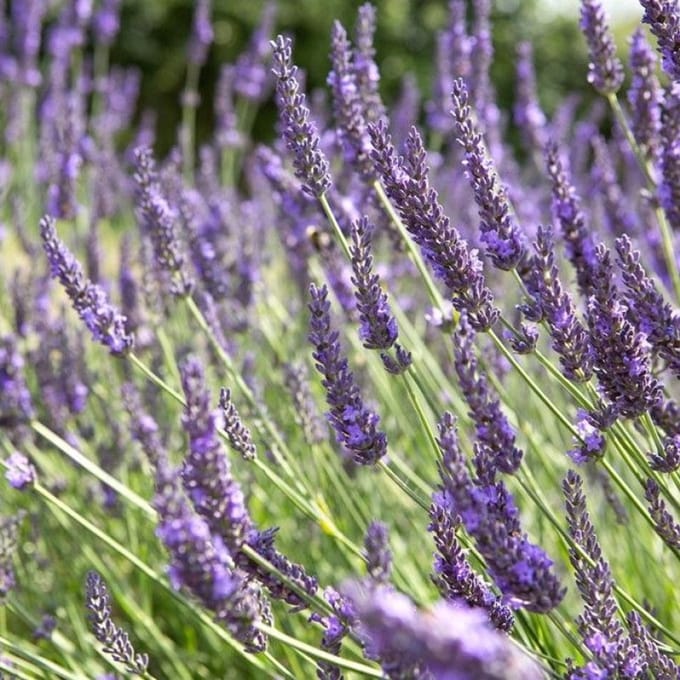25 x Lavandula intermedia 'Grosso' - Lavendel in 9x9 pot met hoogte 5-10 cm