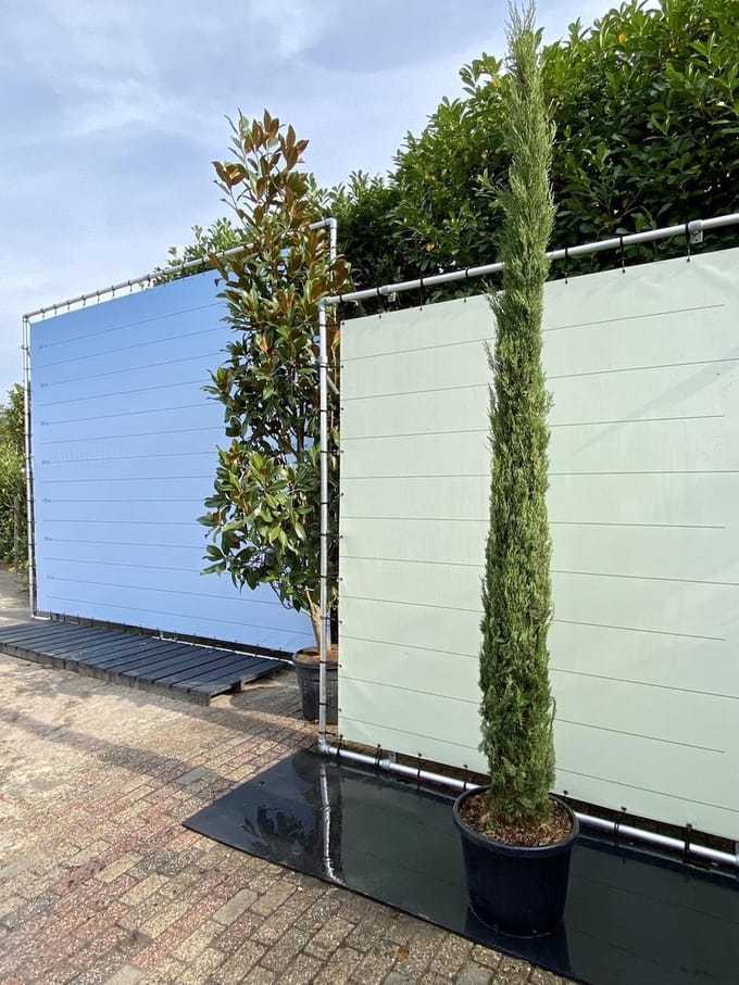 Cupressus Sempervirens Stricta - Italiaanse cipres - Totem - Winterhard - Pot ⌀ 33cm - Hoogte  300cm