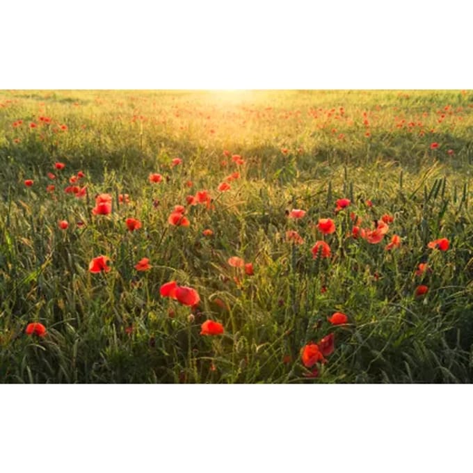 Fotobehang Poppy World I - Groen - 2,80m X 450cm