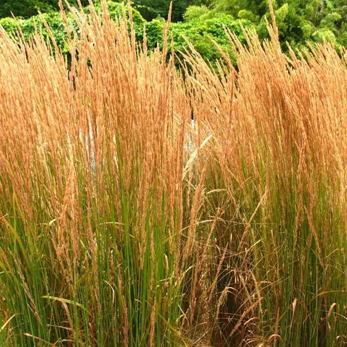 6 x Calamagrostis Acutiflora 'Karl Foerster' - Struisriet - pot 9 x 9 cm - Elegantie en Structuur in de Tuin