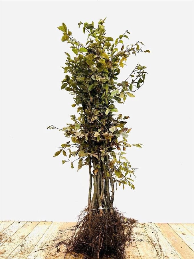 Hedge Plant - Winter Hardy - Garden Privacy - Cut Friendly - Powerful Plants