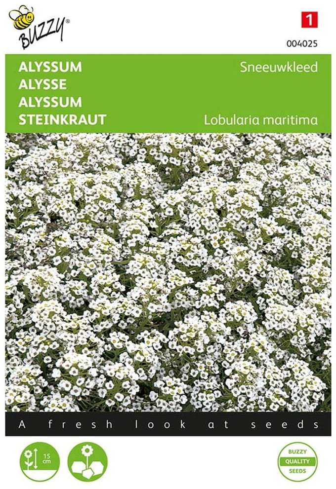 Sneeuwtapijt - Alyssum marit. procumbens