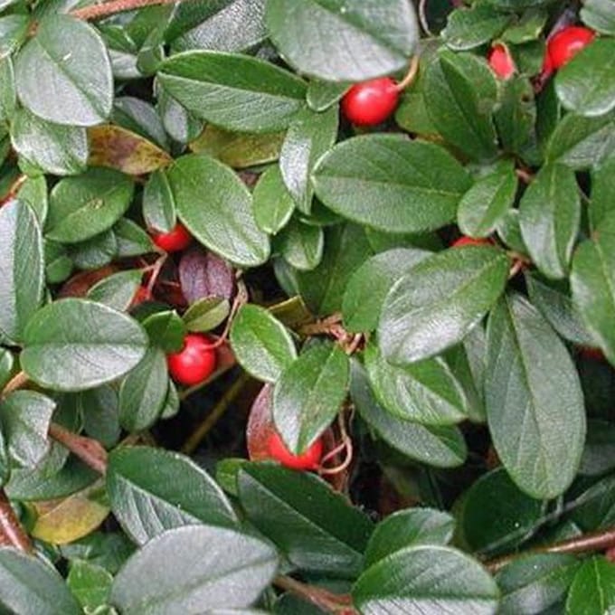 6 x Cotoneaster Dammeri 'Major' - Dwergmispel 'Major' 20-30 cm pot