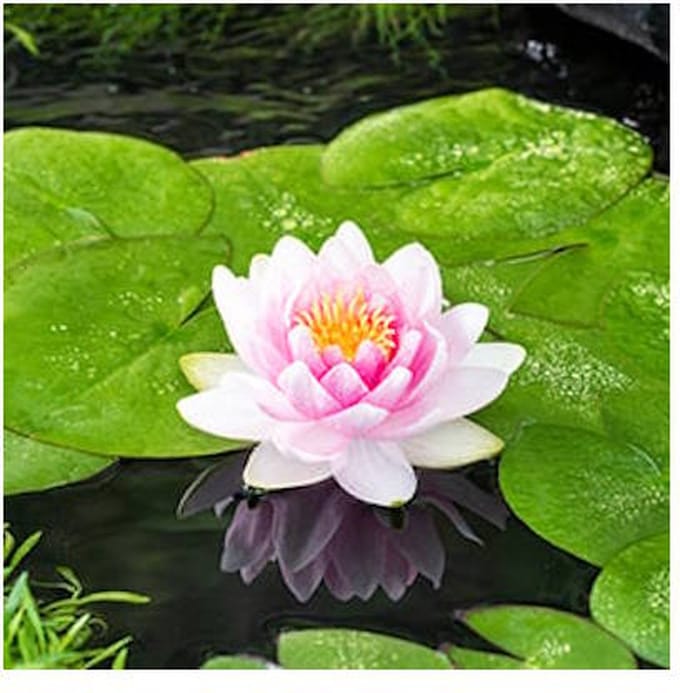 Moerings Nymphaea M’d Wilfron Gonnere | Waterlelie | In 11CM pot