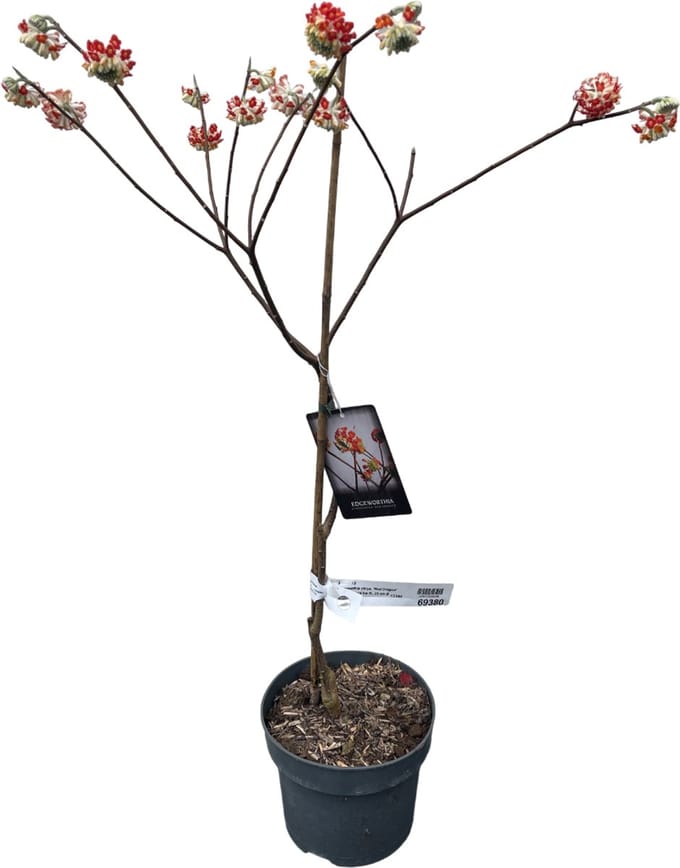 Edgeworthia chrysantha 'Red dragon' - Papierstruik 40- 60 cm in pot - Zeldzaam