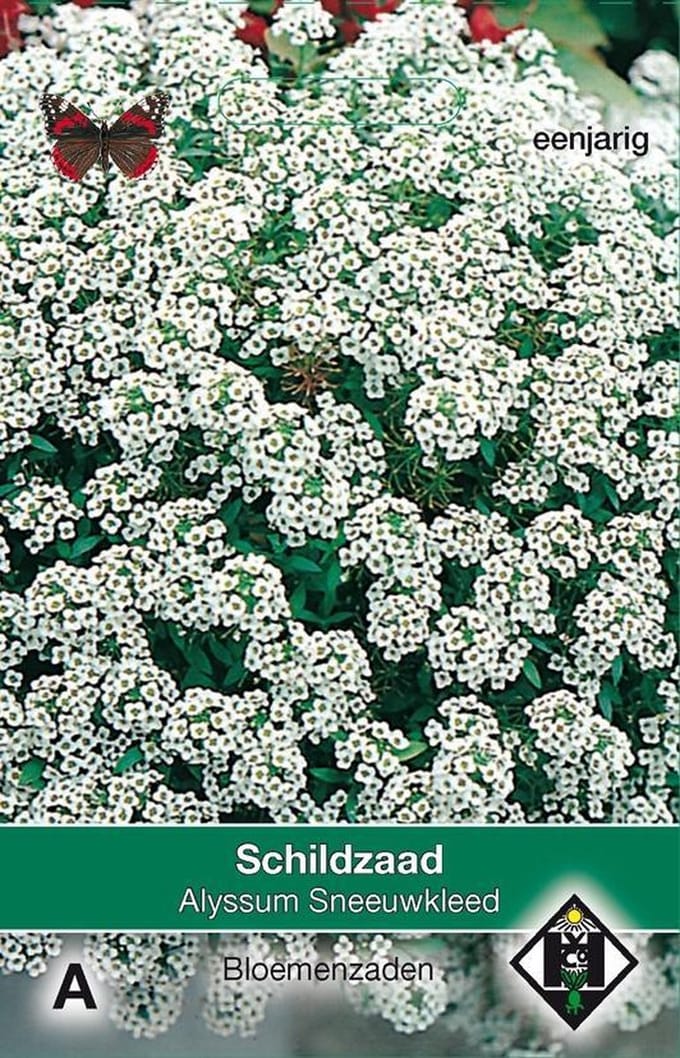 Van Hemert - Schildzaad Sneeuwkleed (Alyssum maritimum)
