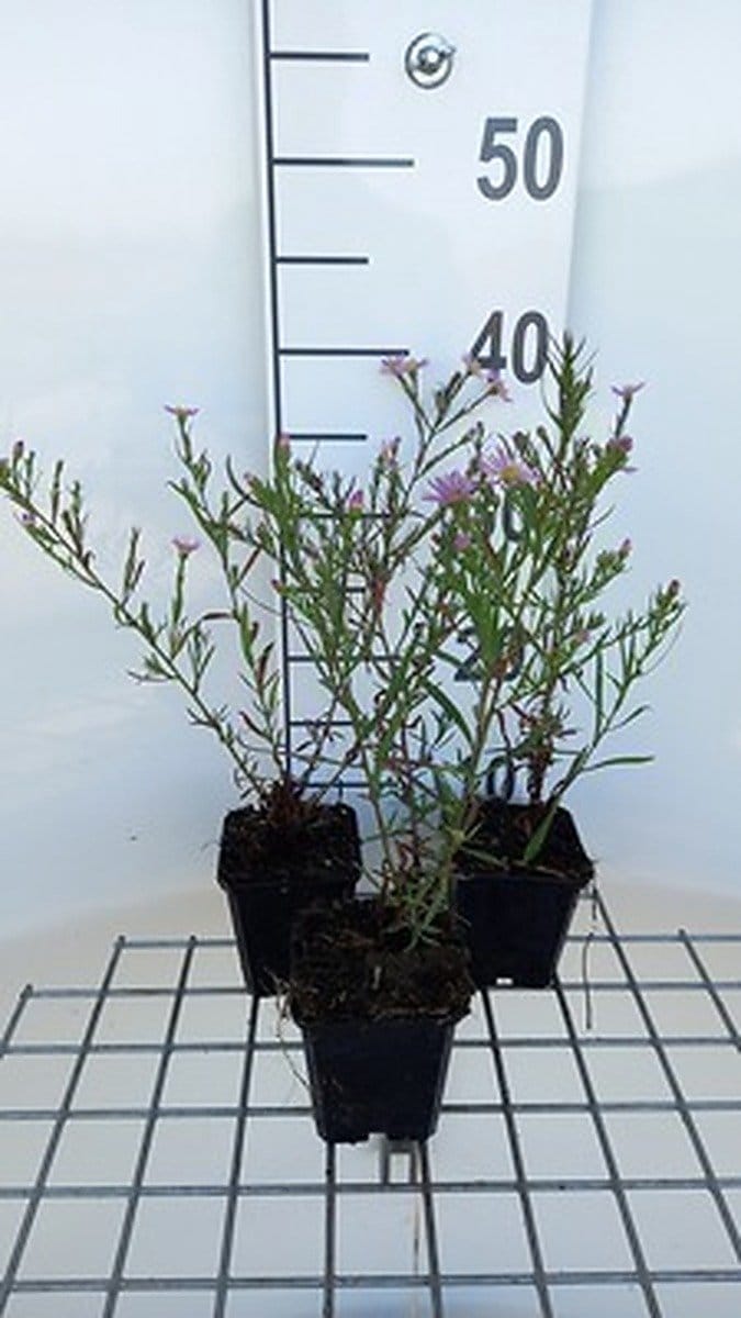 6x Aster - Aster hybr. 'Pink Star' | 9x9 cm pot
