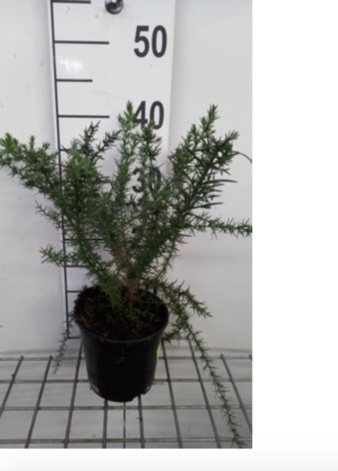 Ulex europaeus - Gaspeldoorn 15 - 20 cm in pot