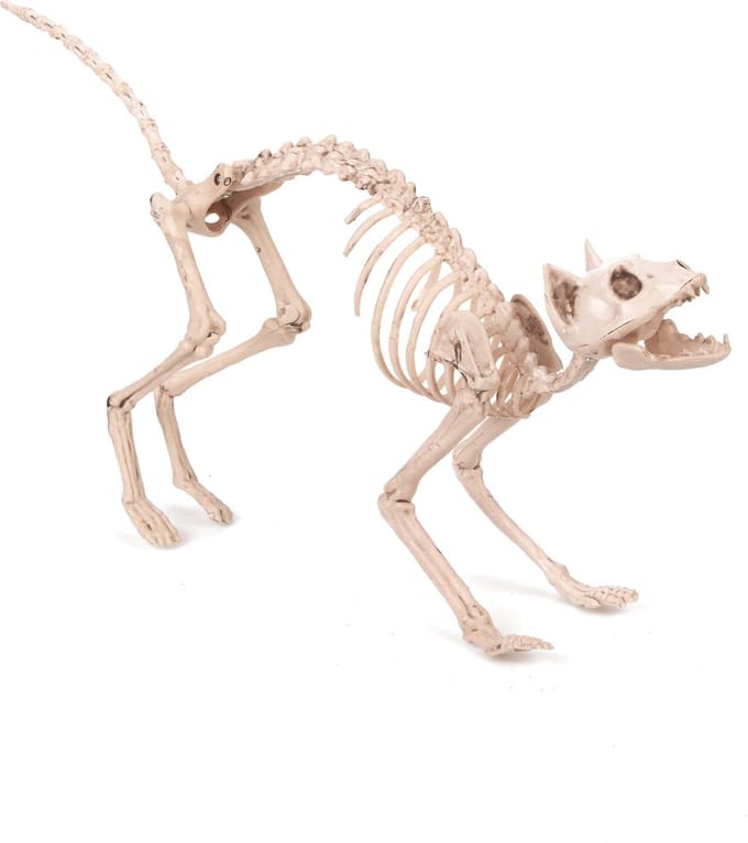 Smiffys - Cat Skeleton Prop Halloween Decoratie - Wit