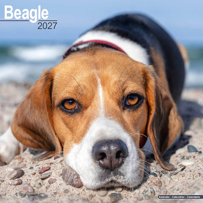 Beagle Kalender 2027